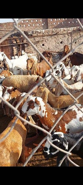 barbari goats for sale 1