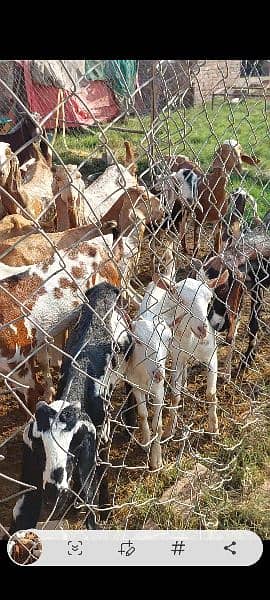 barbari goats for sale 2