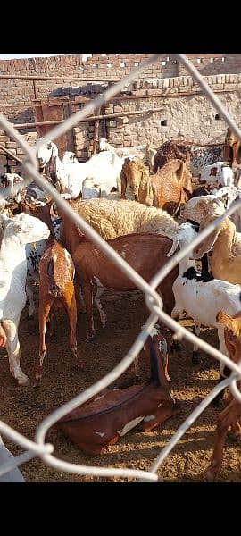 barbari goats for sale 3