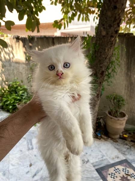 pure pershian kittens age 2 months thick tripple coat 0