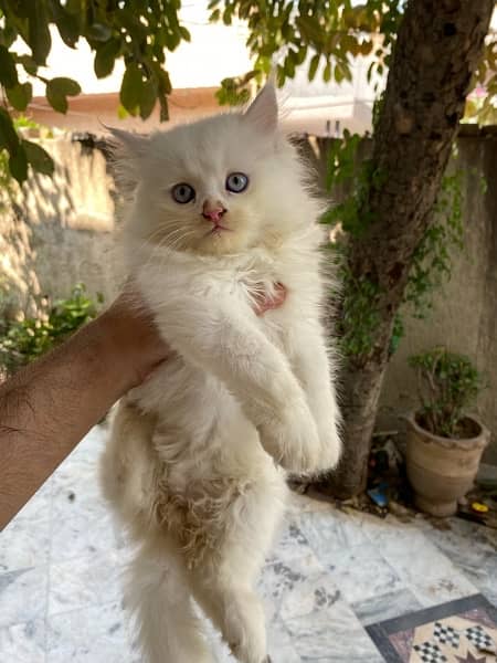 pure pershian kittens age 2 months thick tripple coat 2