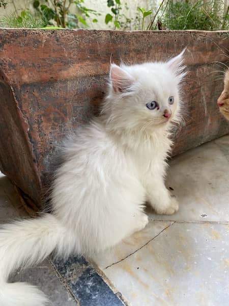 pure pershian kittens age 2 months thick tripple coat 5