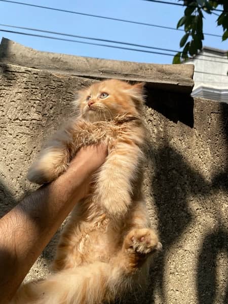 pure pershian kittens age 2 months thick tripple coat 10