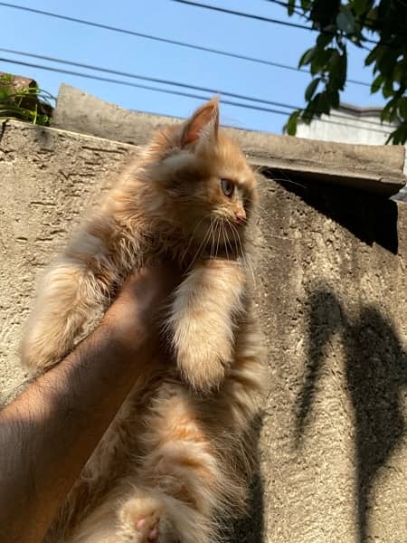 pure pershian kittens age 2 months thick tripple coat 12