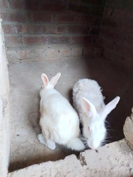 [red eyes] Desi rabbit pair 2