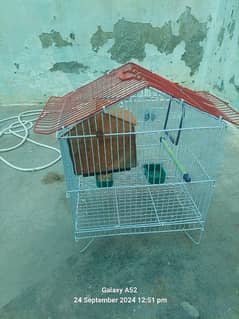 parrots cage for sale