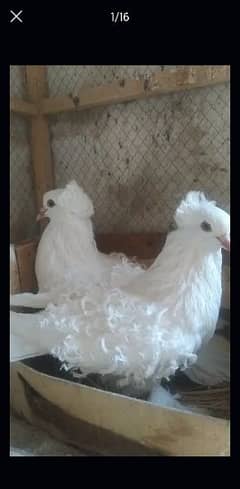 Sale,Sale Fancy Pigeons 03086693318