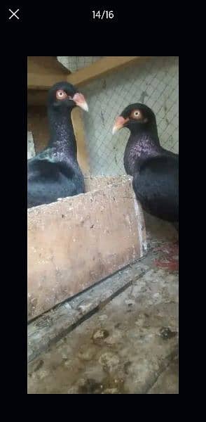 Sale,Sale Fancy Pigeons 03086693318 2