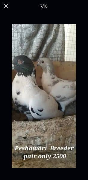 Sale,Sale Fancy Pigeons 03086693318 5