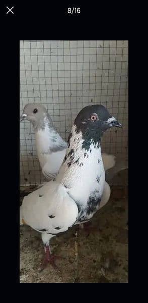 Sale,Sale Fancy Pigeons 03086693318 11