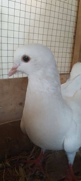 Sale,Sale Fancy Pigeons 03086693318 12