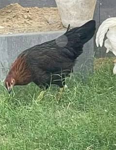 Aseel & missri  hens and rooster for sell 0