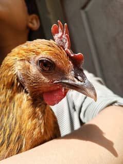 4 Chickens. . . All Are Different Breeds For Urgent Sell