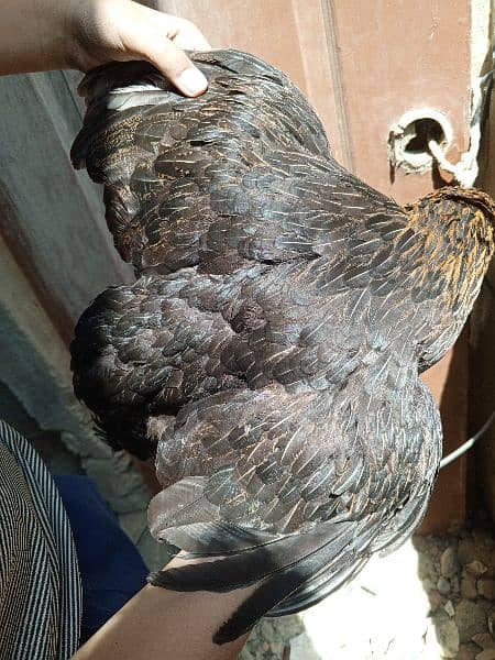 4 Chickens. . . All Are Different Breeds For Urgent Sell 1