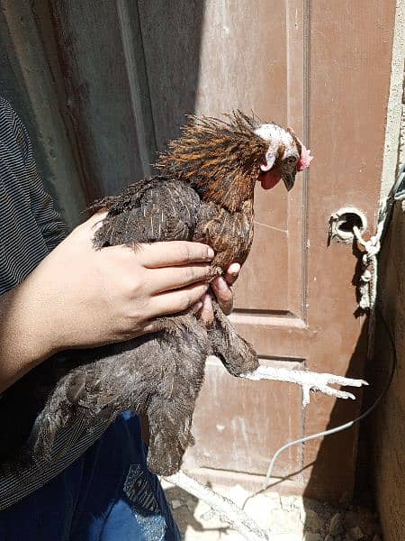 4 Chickens. . . All Are Different Breeds For Urgent Sell 12