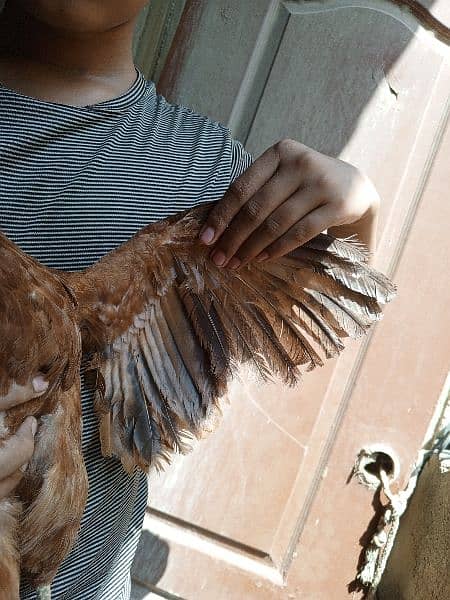 4 Chickens. . . All Are Different Breeds For Urgent Sell 15