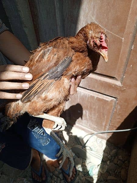 4 Chickens. . . All Are Different Breeds For Urgent Sell 16