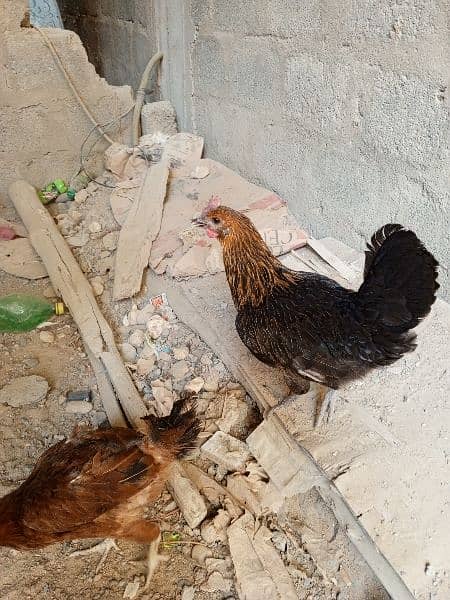 4 Chickens. . . All Are Different Breeds For Urgent Sell 17