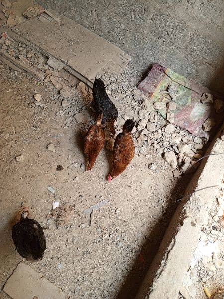 4 Chickens. . . All Are Different Breeds For Urgent Sell 18