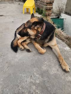 Male German Shepherd  Loyal & Active! sheferd