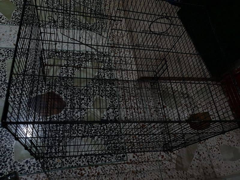 birds cage 3.5 x 3.5 ft 3