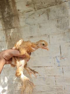 Golden Buff Chicks. Whatsapp 03499848637