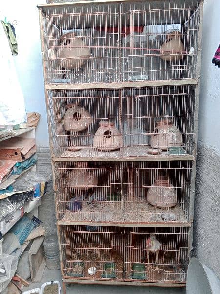 Birds Cage 3