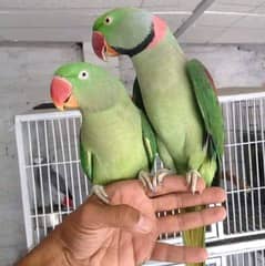 RAW Parrot Available for sale in Lahore/Pair of Raw Parrot 0