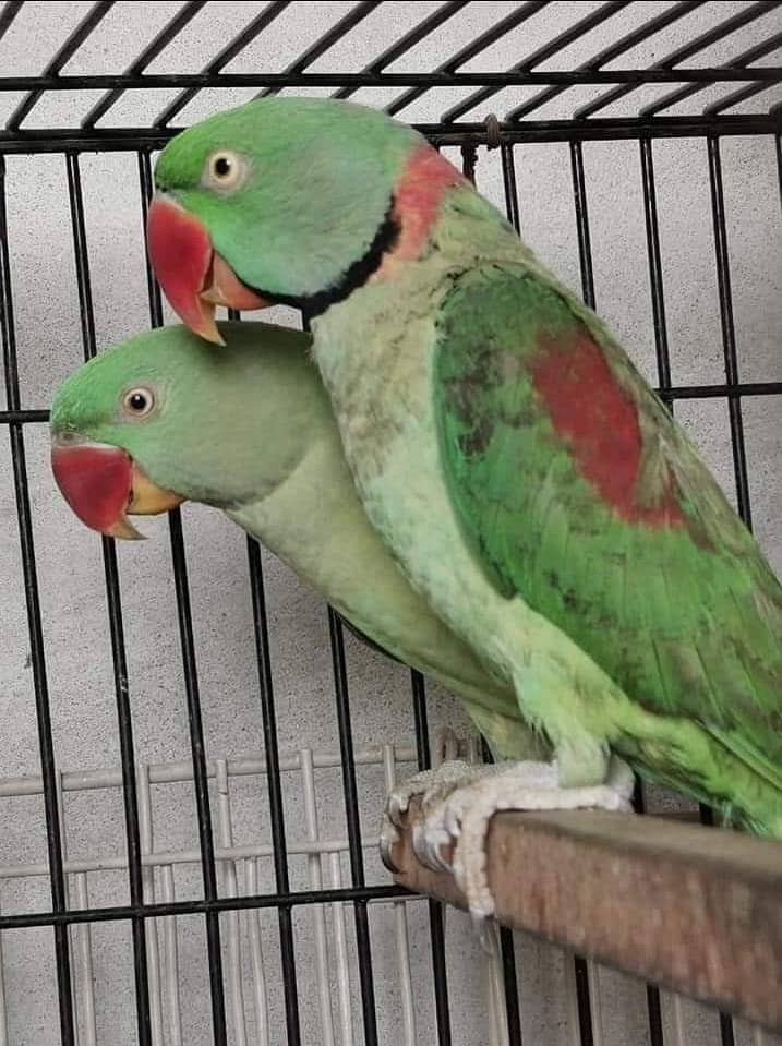 RAW Parrot Available for sale in Lahore/Pair of Raw Parrot 1