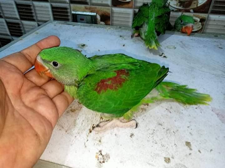 RAW Parrot Available for sale in Lahore/Pair of Raw Parrot 2