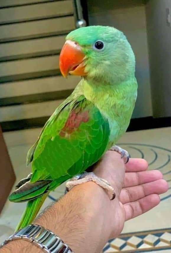 RAW Parrot Available for sale in Lahore/Pair of Raw Parrot 3