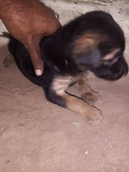 German Shepherd long coat puppy 0