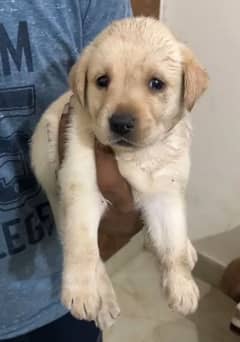 Pedigree labrador puppies