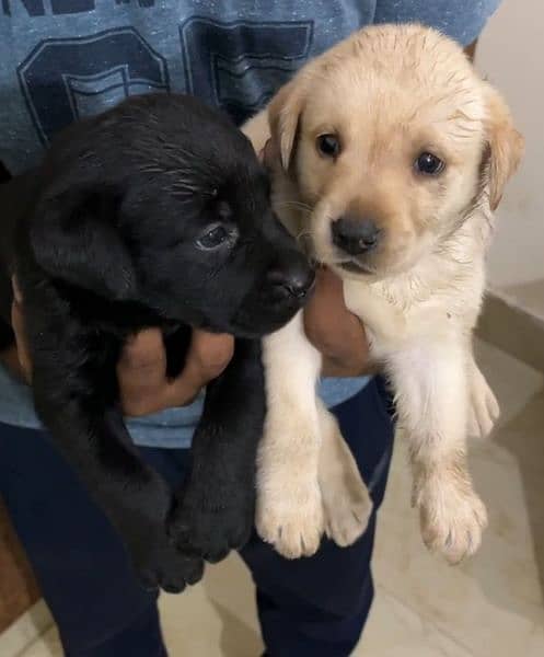 Pedigree labrador puppies 1