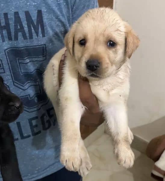 Pedigree labrador puppies 2