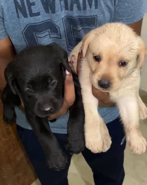 Pedigree labrador puppies 3