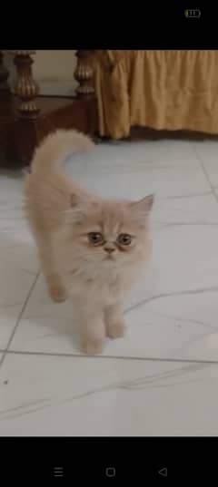 Persian cat / Persian kittens / triple coated / punch face/ peki face