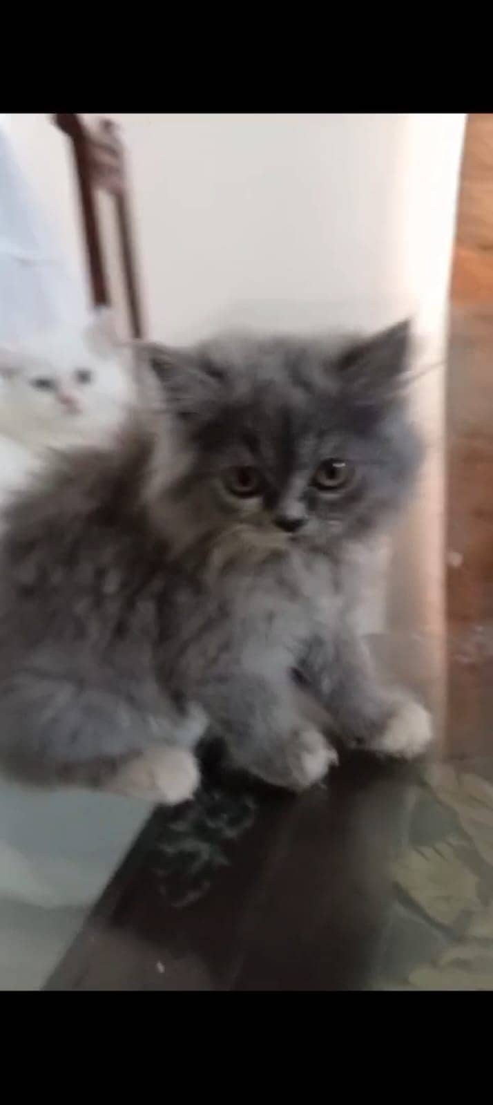 Persian cat / Persian kittens / triple coated / punch face/ peki face 3