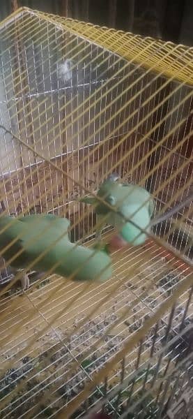 raw parrot sell OKARA
1 year age 03059622506 0