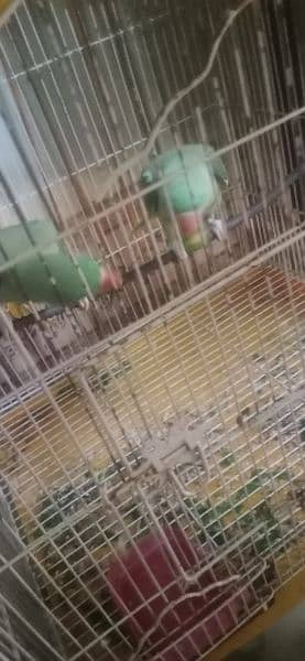 raw parrot sell OKARA
1 year age 03059622506 1