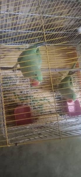 raw parrot sell OKARA
1 year age 03059622506 2