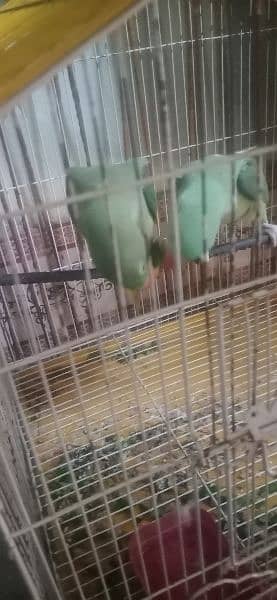 raw parrot sell OKARA
1 year age 03059622506 3