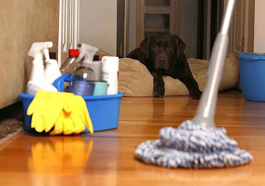 House cleaning services/Sofa cleaning services/Carpet/Mattres/Curtains 3