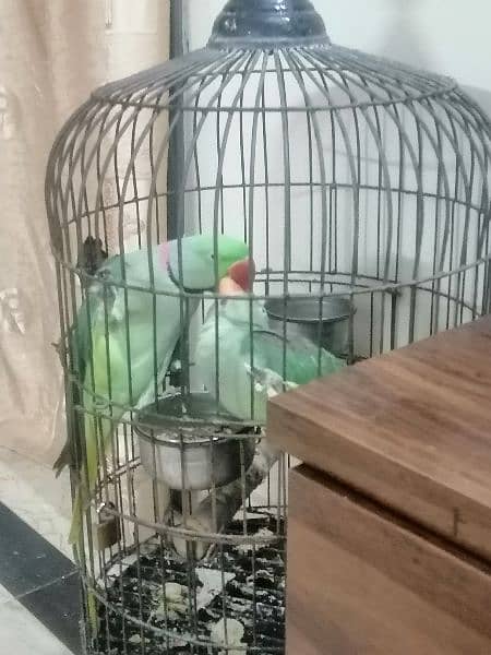 pahari raw parrot breeding pair 0