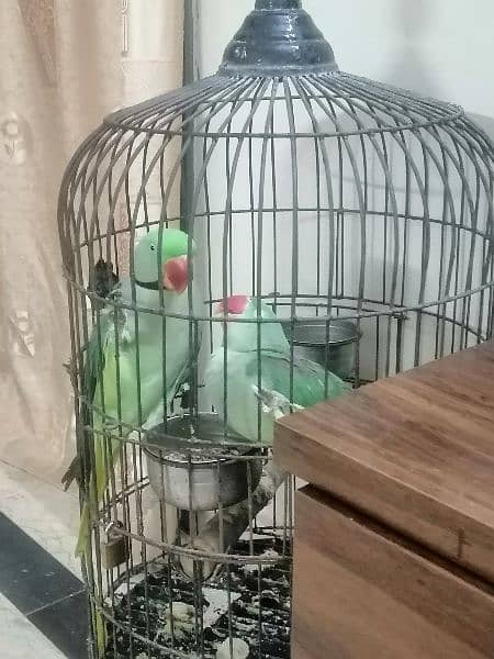 pahari raw parrot breeding pair 1