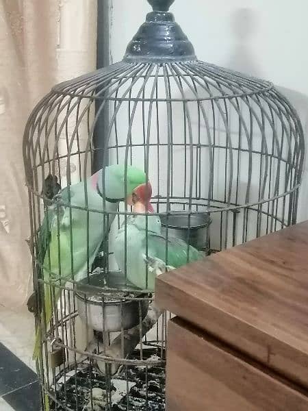 pahari raw parrot breeding pair 2