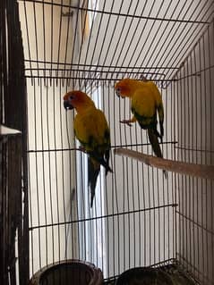 sunconure 2 pieces