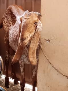 Goat/bakri,female goat with twins pregnant/6years age