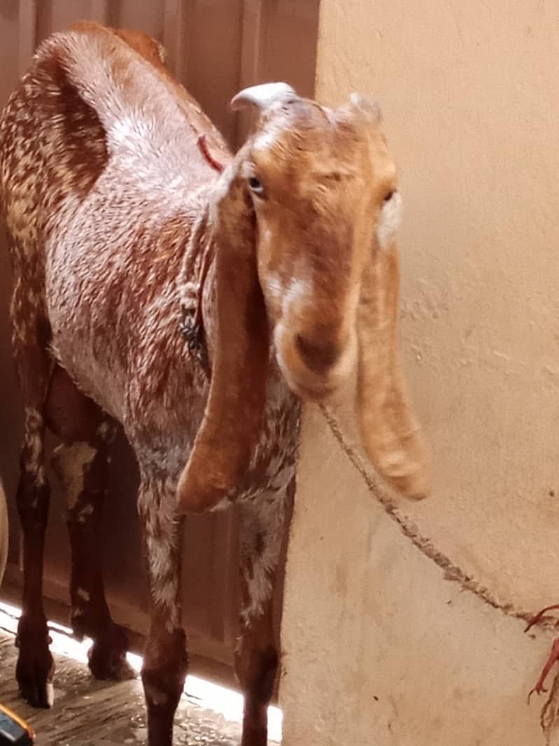 Goat/bakri,female goat with twins pregnant/6years age 1