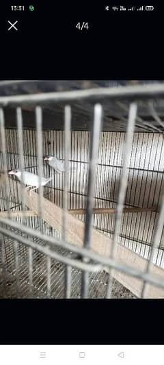 Java finch silver grunted breeders pairs